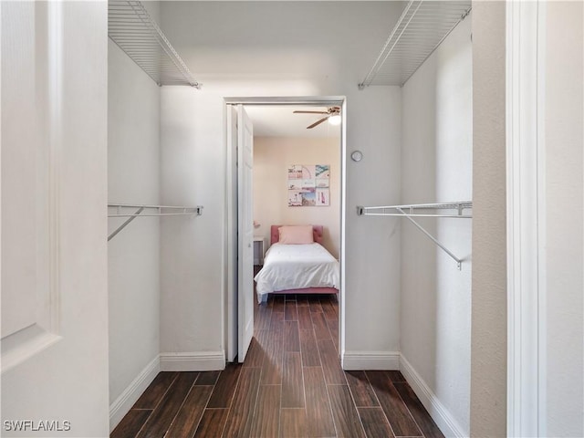 walk in closet featuring dark hardwood / wood-style floors and ceiling fan