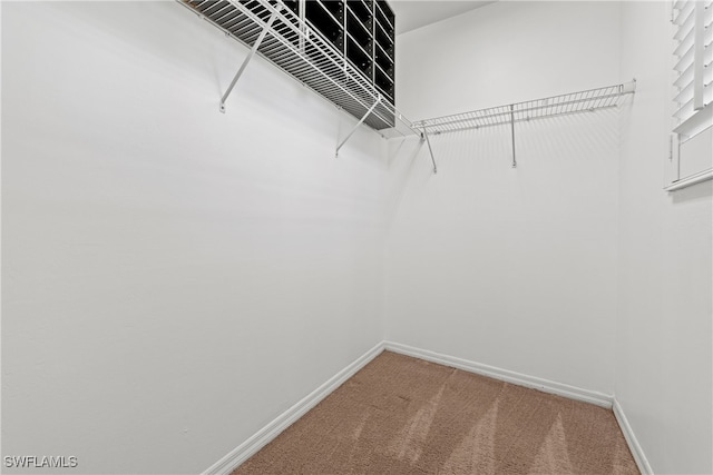walk in closet with carpet
