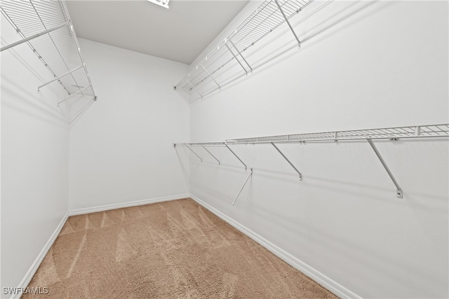 walk in closet with carpet flooring