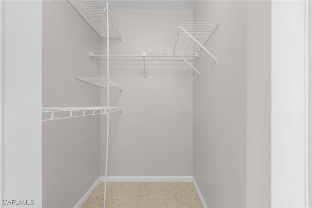 spacious closet featuring carpet floors