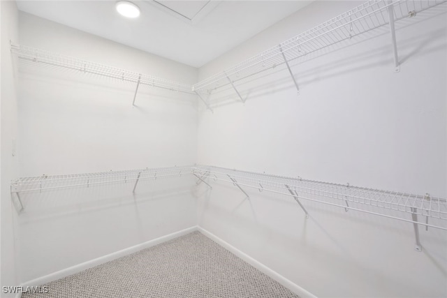 spacious closet featuring carpet floors