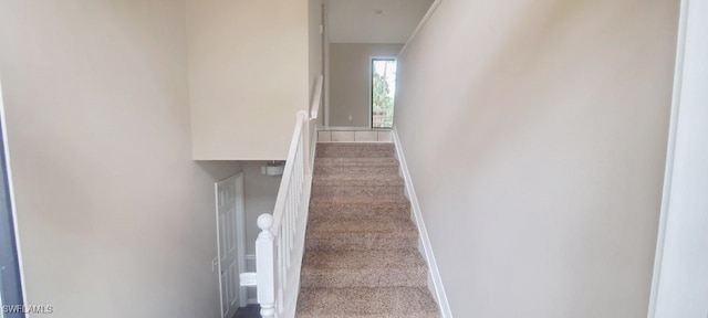 stairway featuring carpet flooring