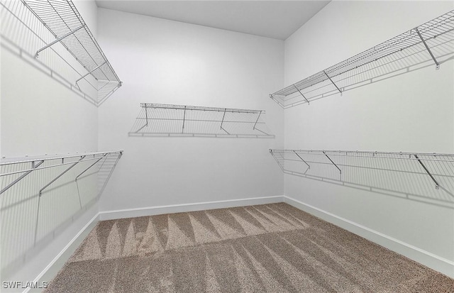 spacious closet featuring carpet