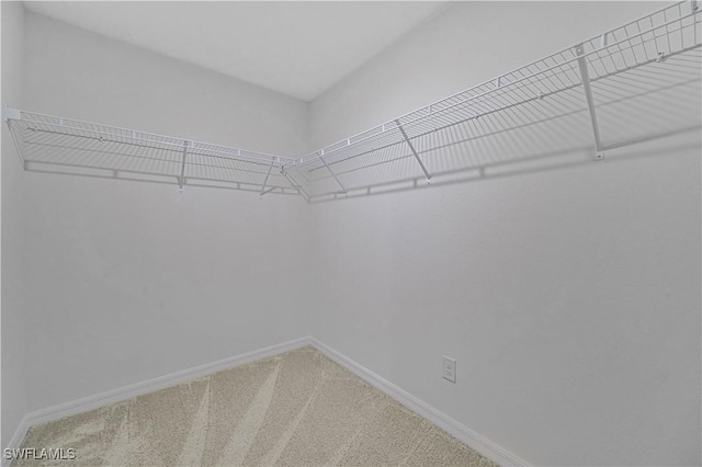 spacious closet with carpet