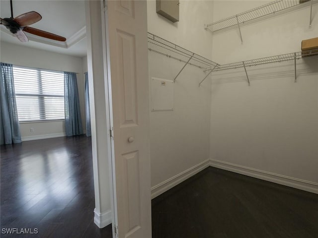 walk in closet featuring dark hardwood / wood-style floors and ceiling fan