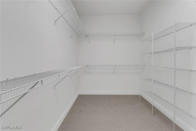 spacious closet featuring carpet floors