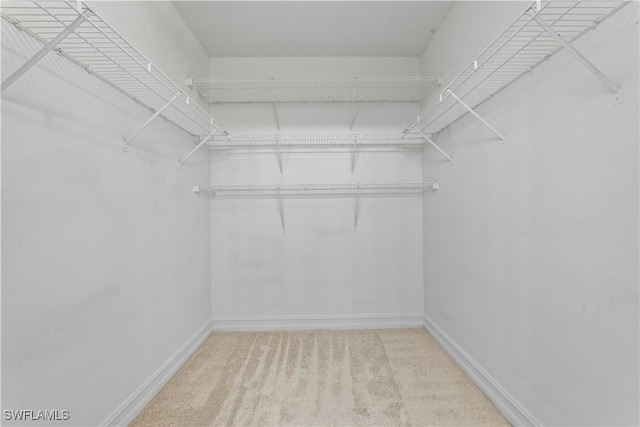 spacious closet featuring carpet