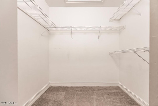 spacious closet featuring carpet floors