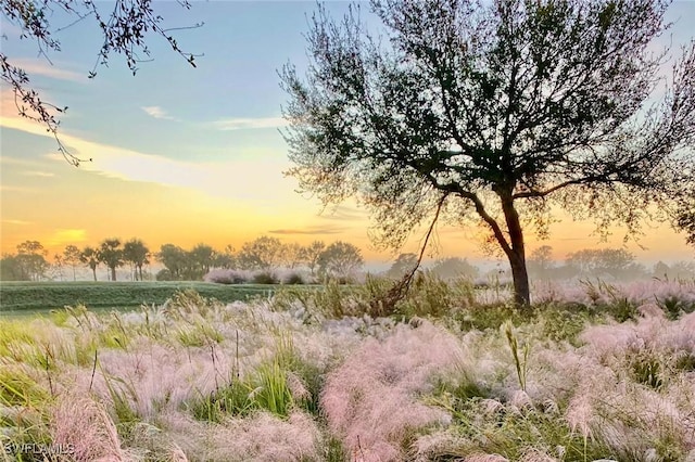 view of nature at dusk