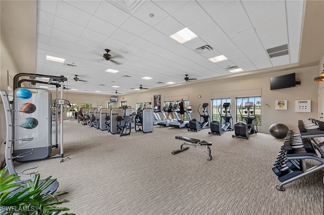 workout area with a paneled ceiling, ceiling fan, and carpet floors