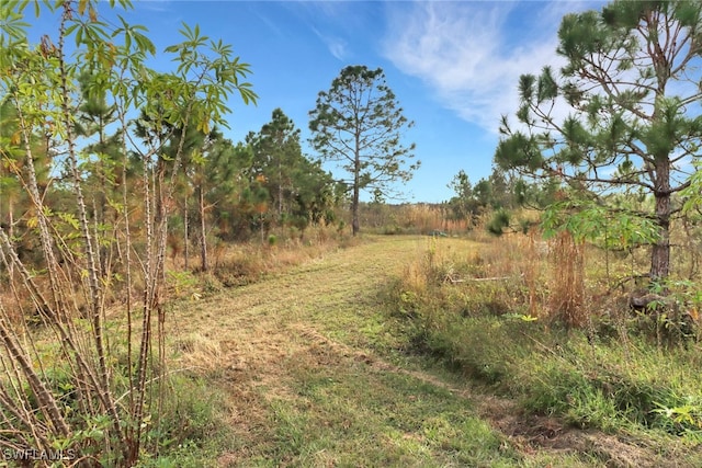 view of local wilderness