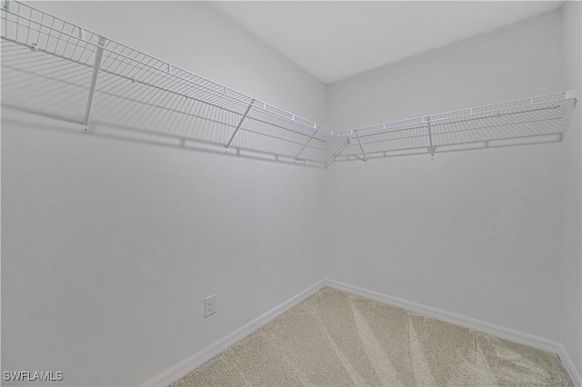 walk in closet with carpet floors