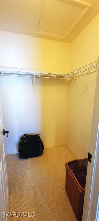 spacious closet featuring carpet flooring