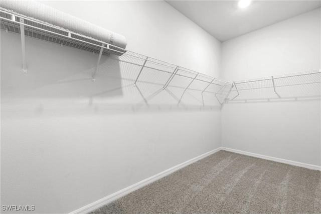 spacious closet featuring carpet flooring