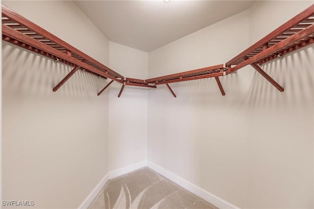 walk in closet featuring carpet flooring