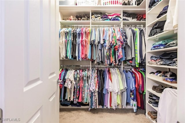 walk in closet with carpet floors