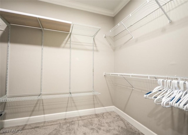 walk in closet featuring carpet