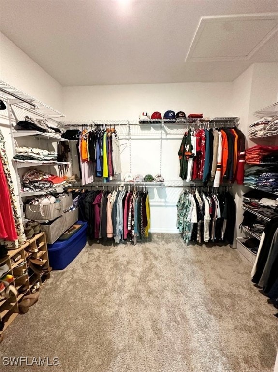 walk in closet featuring carpet floors