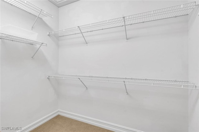 spacious closet featuring carpet floors