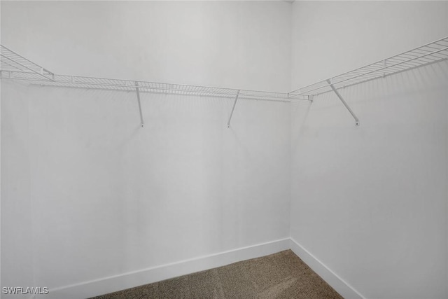 spacious closet featuring carpet