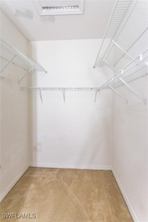 spacious closet featuring carpet