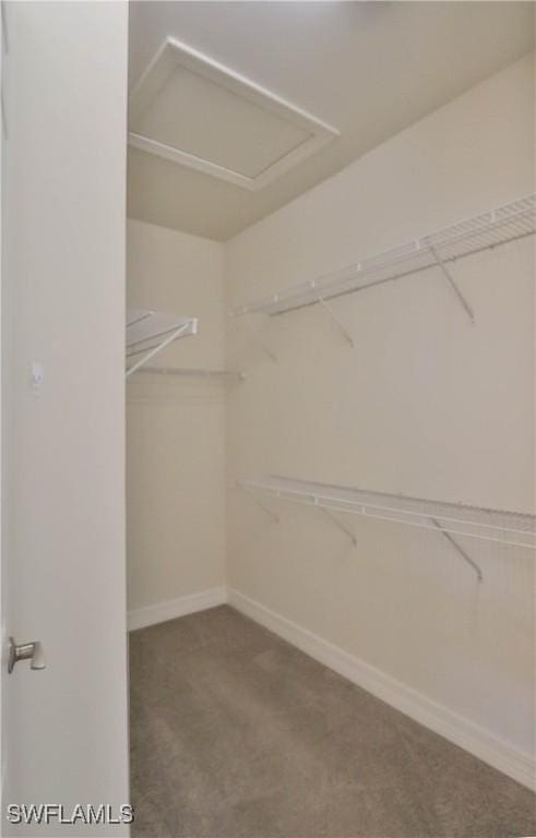 walk in closet with carpet floors