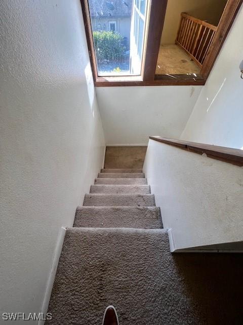 stairway featuring carpet floors