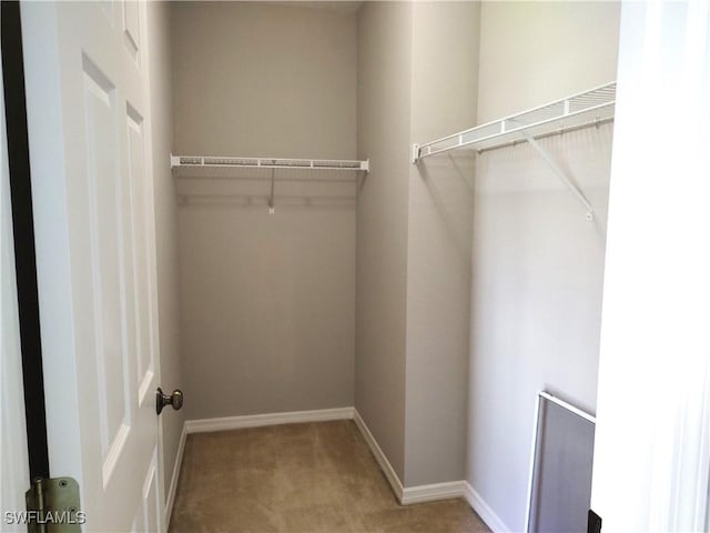 spacious closet featuring carpet