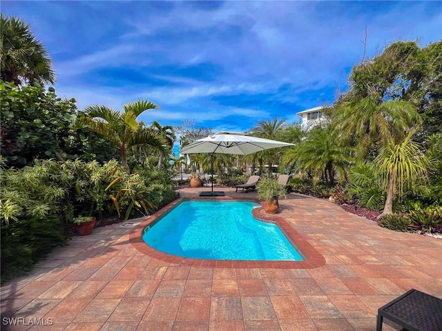 view of pool featuring a patio area