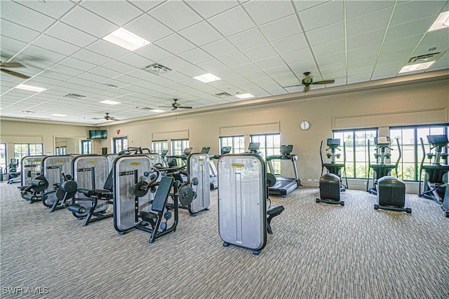 gym with carpet flooring, a paneled ceiling, and ceiling fan