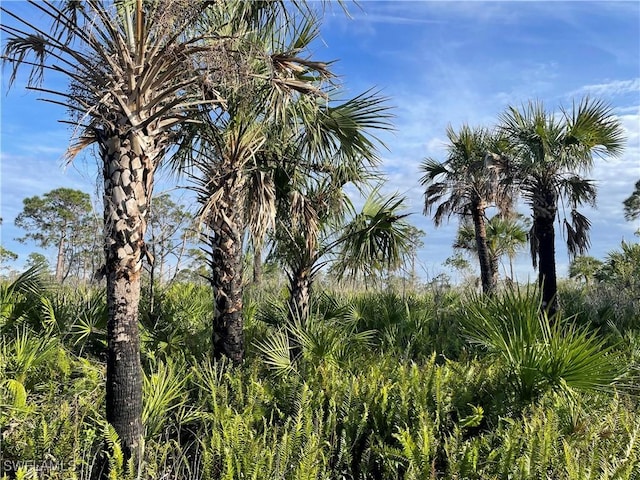 view of local wilderness