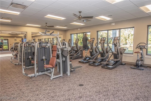 workout area with a paneled ceiling, ceiling fan, and carpet flooring