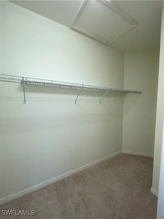 spacious closet featuring carpet floors