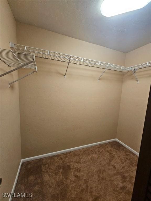 spacious closet featuring carpet