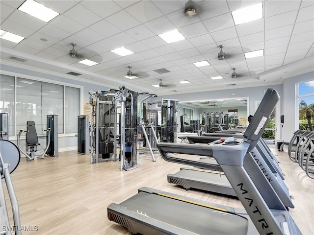 exercise room featuring ceiling fan, a paneled ceiling, and light hardwood / wood-style floors