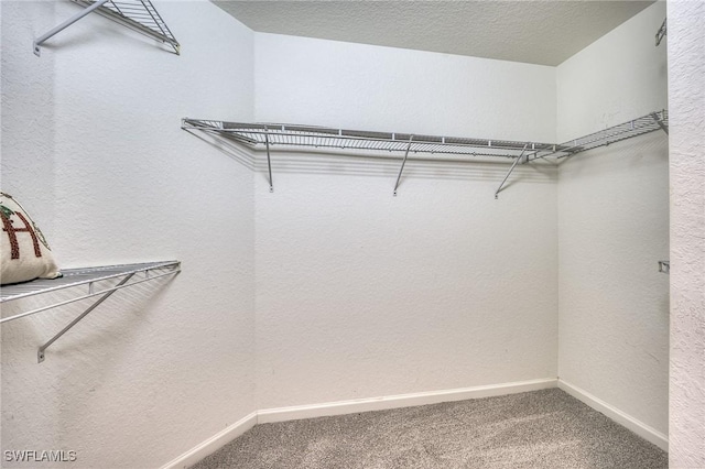 spacious closet featuring carpet