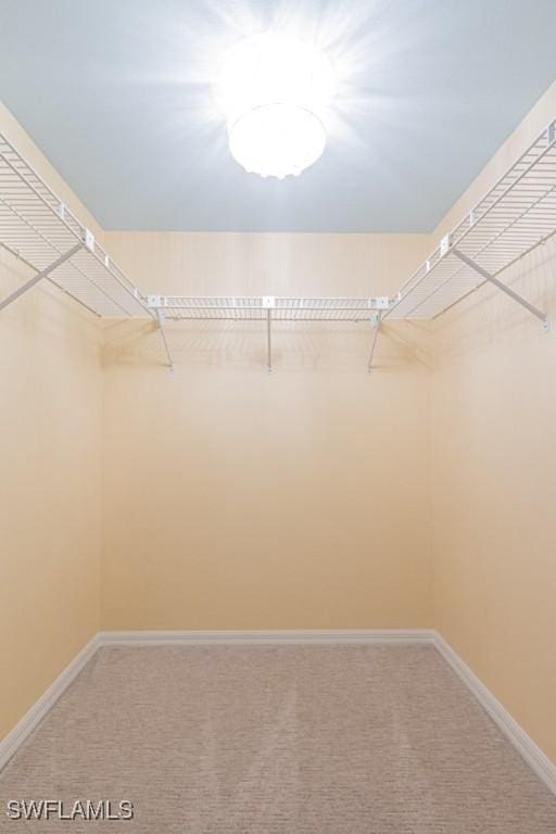 walk in closet featuring carpet floors