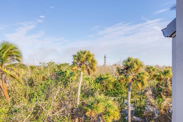 view of local wilderness