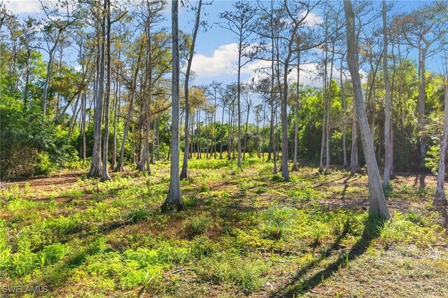 view of local wilderness