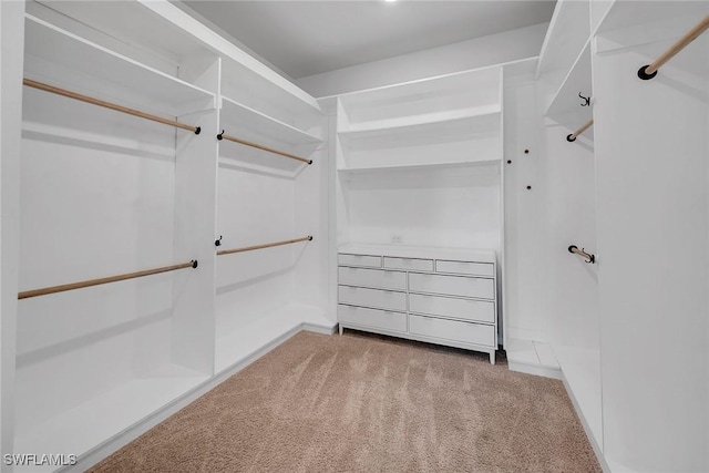 walk in closet with carpet flooring