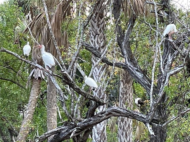 view of local wilderness