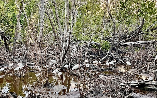 view of local wilderness featuring a water view