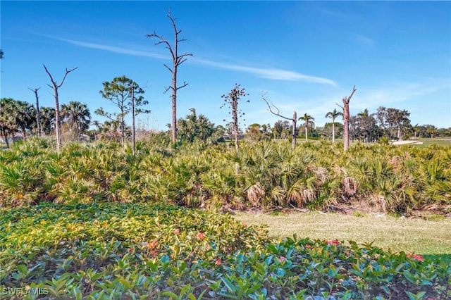 view of local wilderness