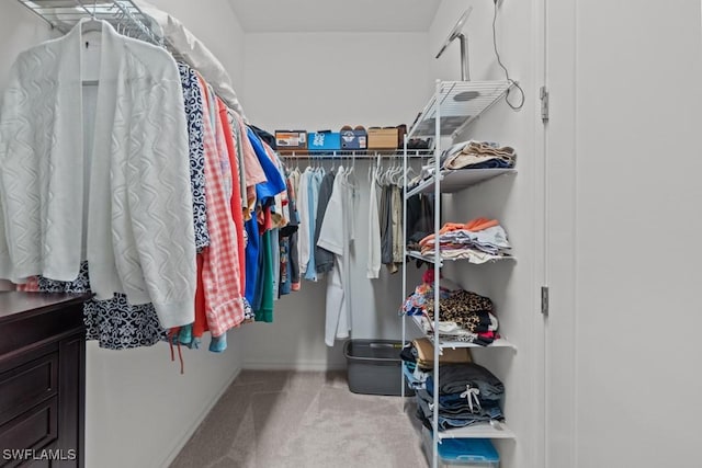 walk in closet featuring carpet flooring