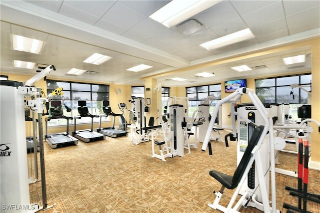 gym with a drop ceiling, visible vents, and carpet