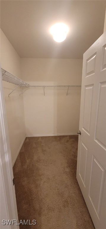 spacious closet featuring carpet