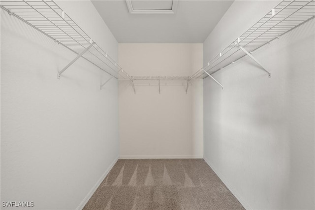 walk in closet featuring carpet flooring