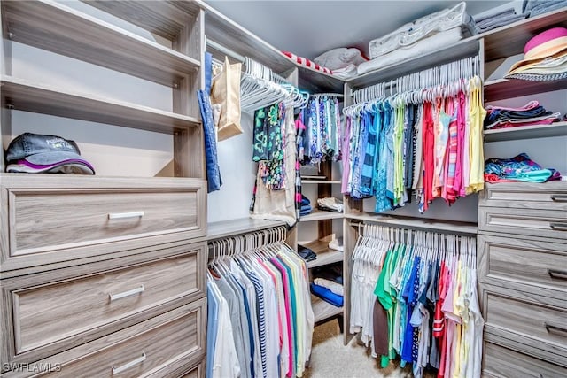 walk in closet with carpet floors