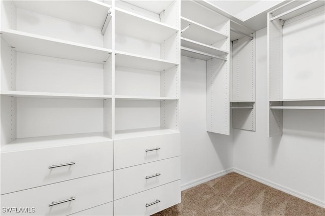 spacious closet featuring carpet