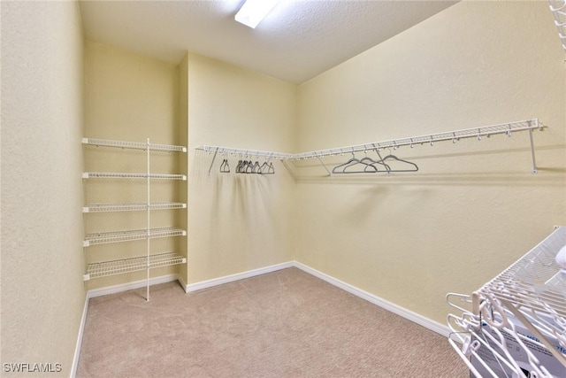 spacious closet featuring carpet flooring